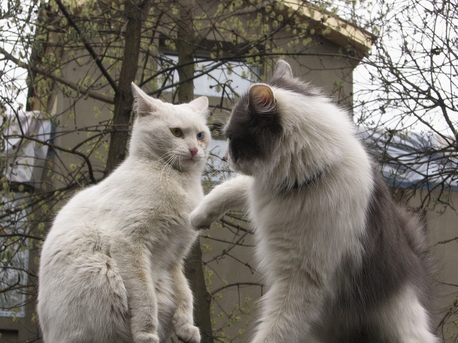    (European Cat Day)