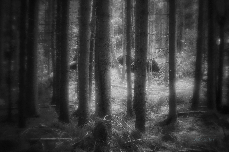  Schwarzwald