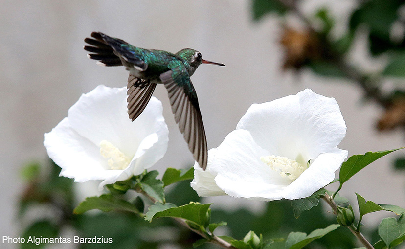  hummingbird