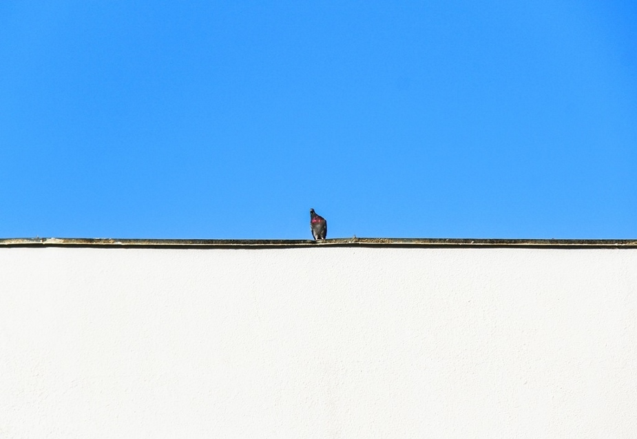  Dove