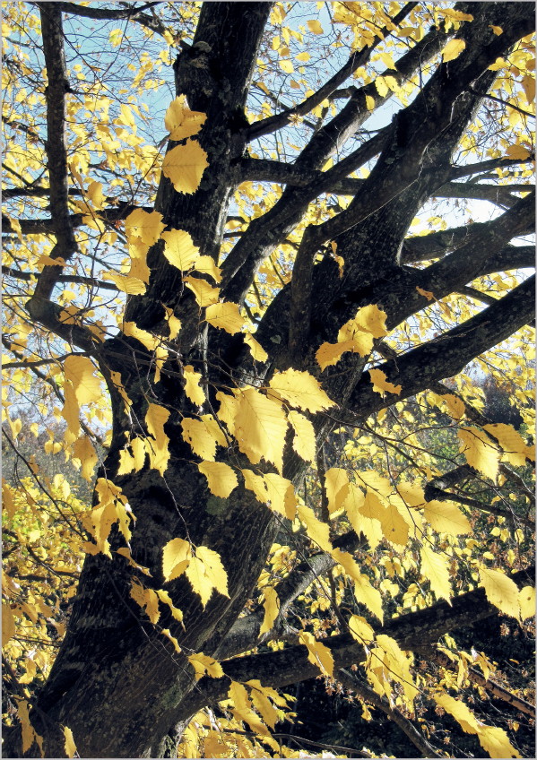  The Gold Wind ...