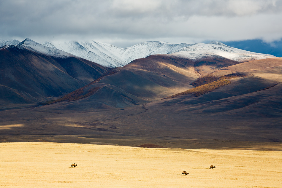  Camels.