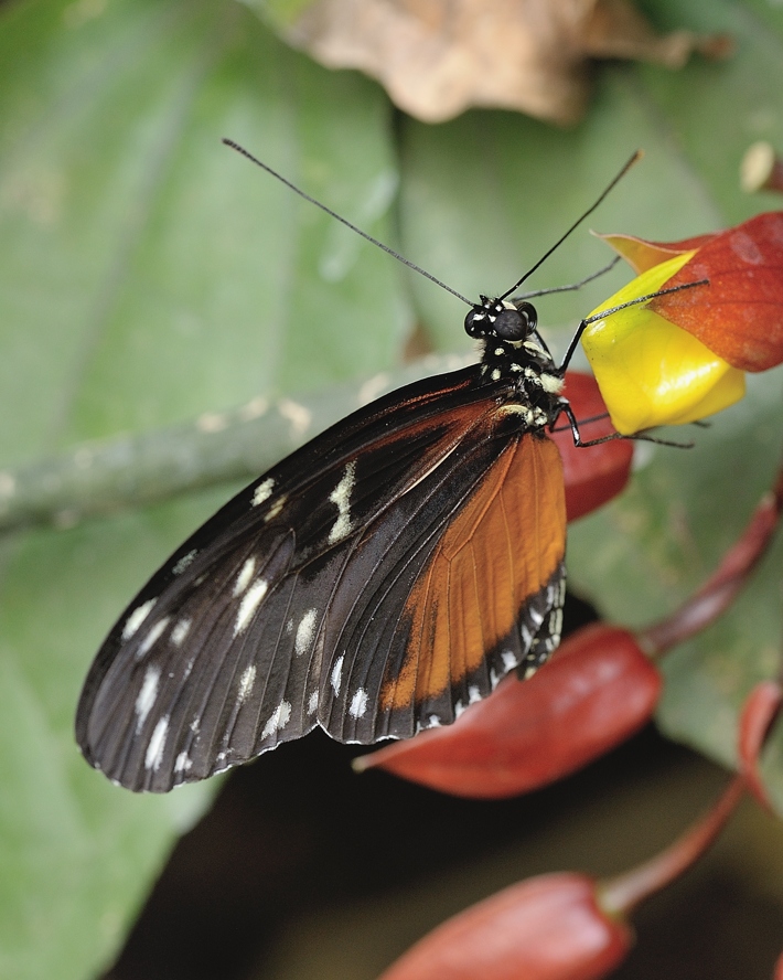  Heliconius numata