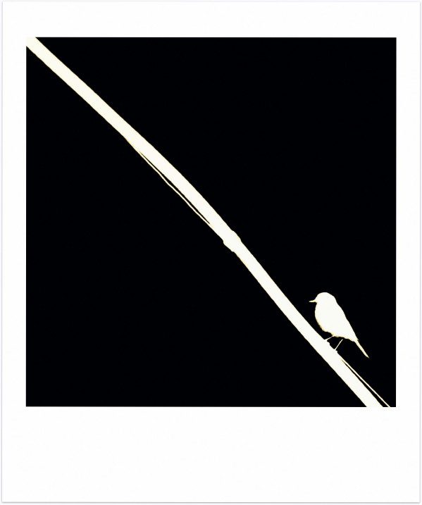  The Lonely Bird ...