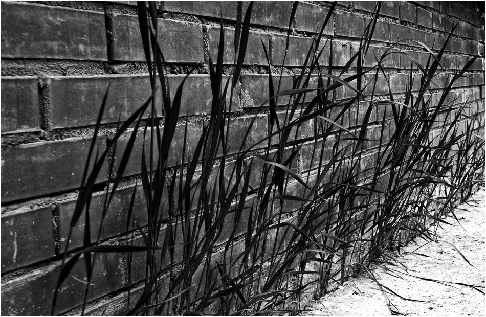  The Wall