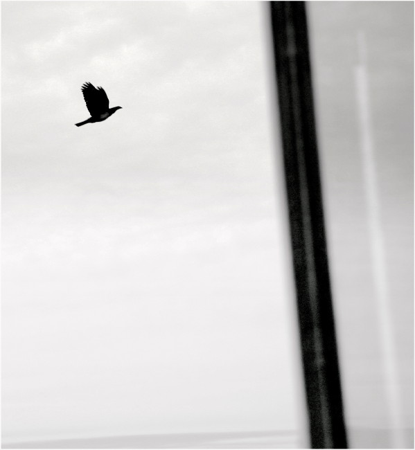  The Photo - Haiku ...