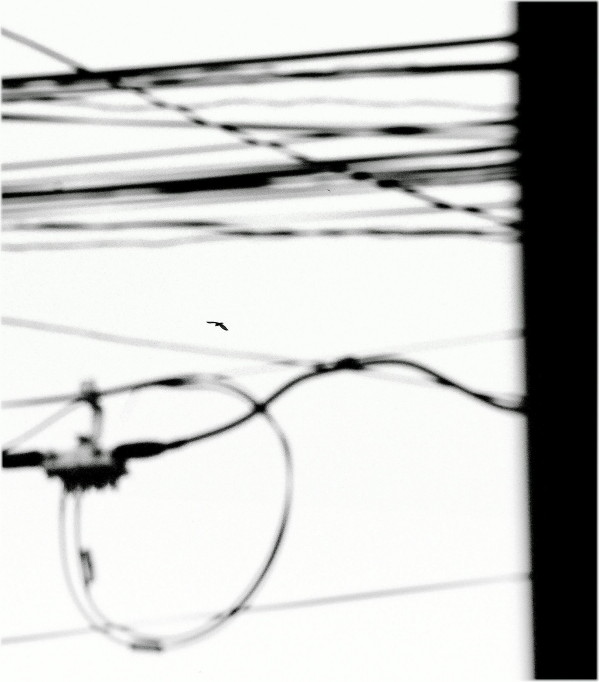  The Photo - Haiku ...