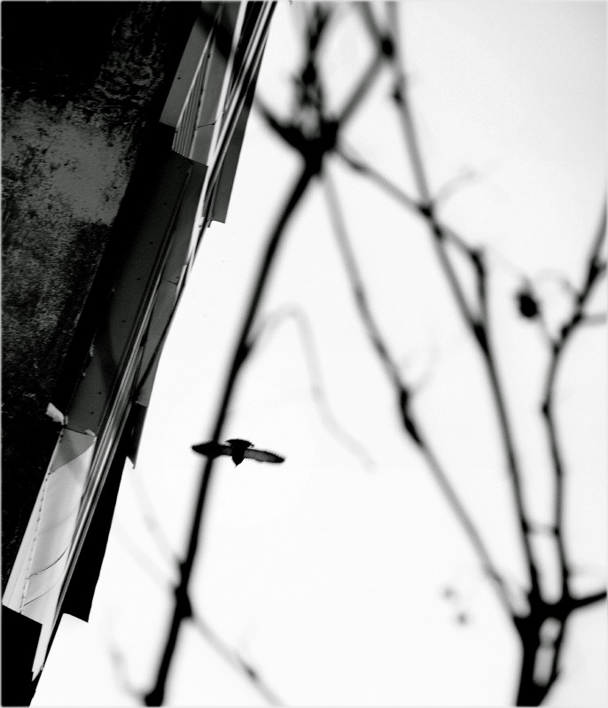  The Photo - Haiku ...
