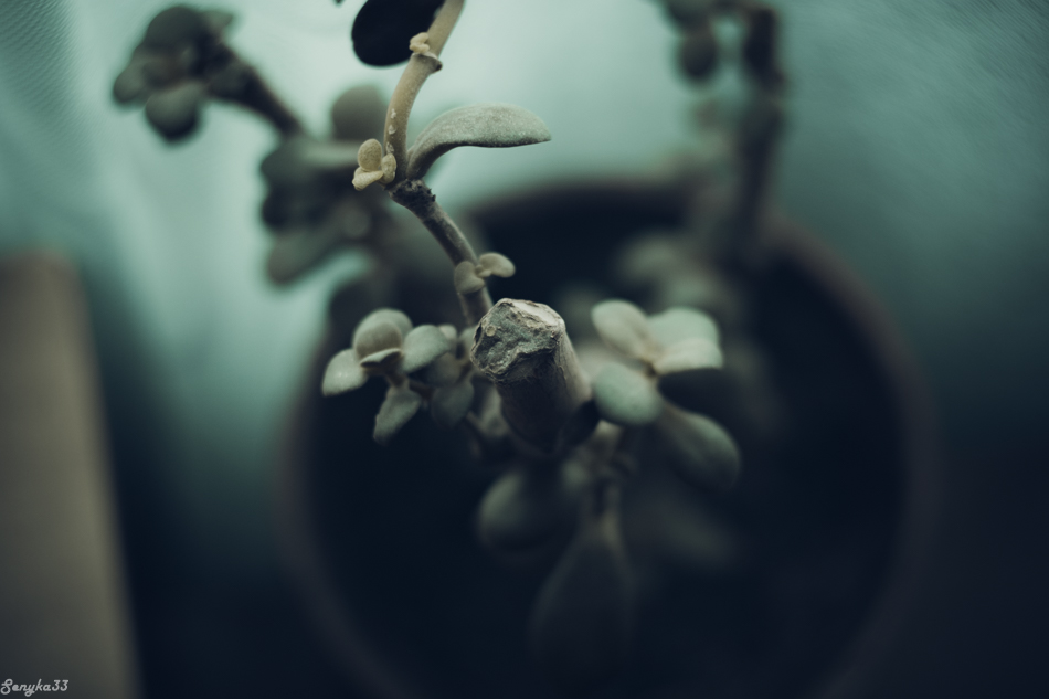  Money Tree