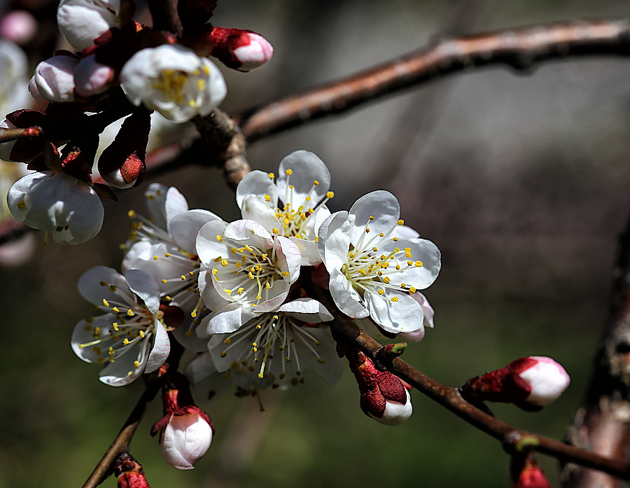  Apricot
