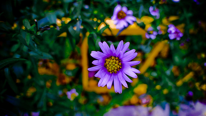  Flower color