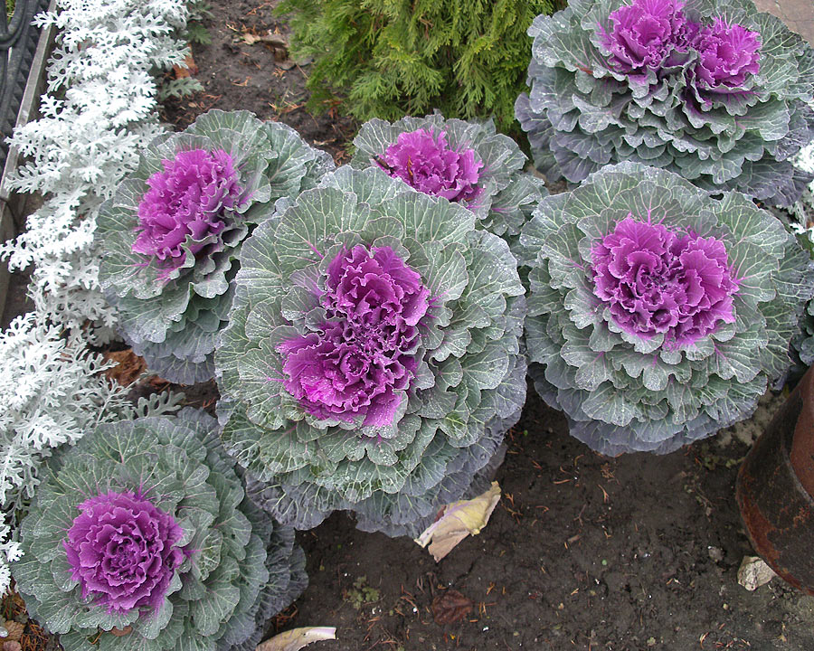  Brassica oleracea