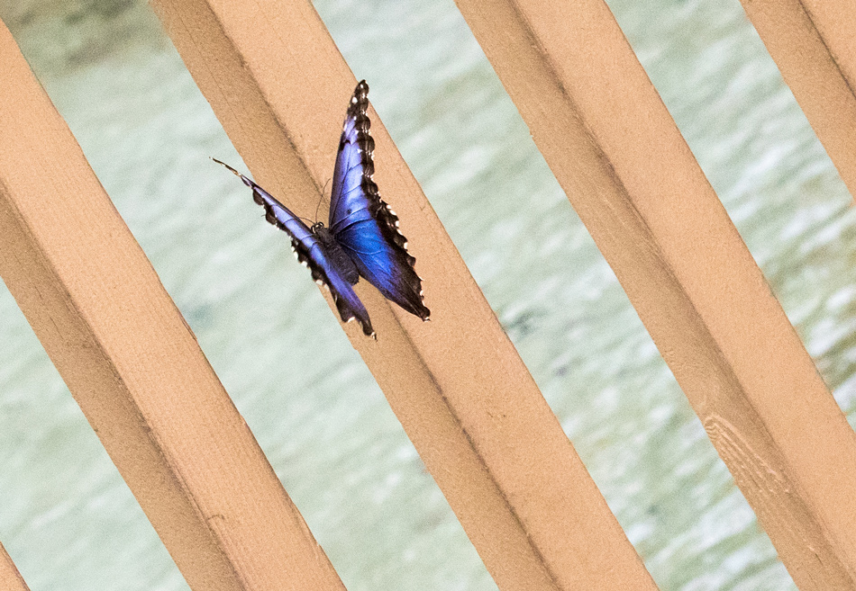   Blue Morpho