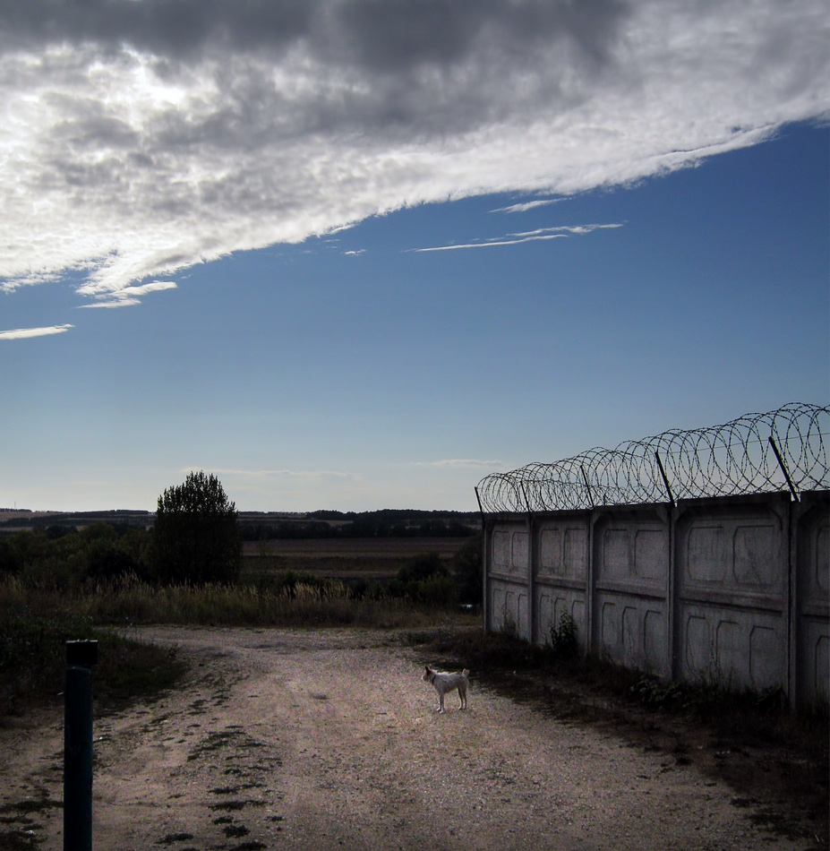  Dog on the road