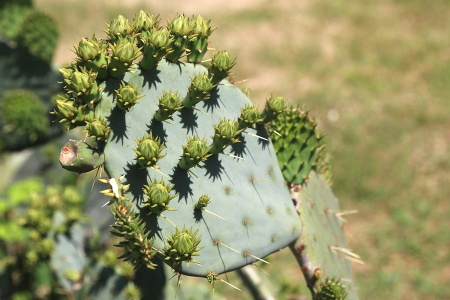  Cactus