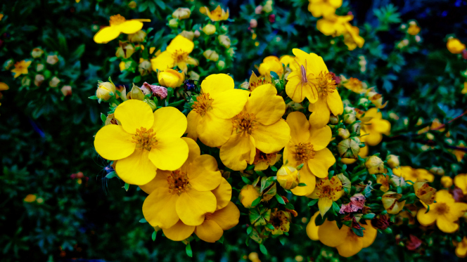  Yellow Flower