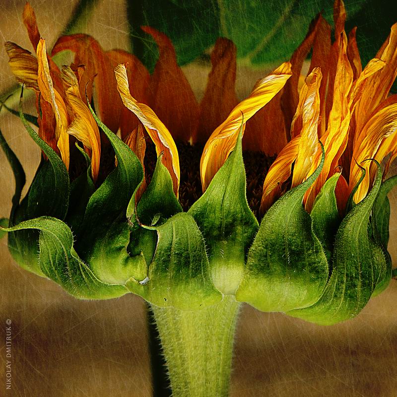  burn. sunflower. Zvoz 2018