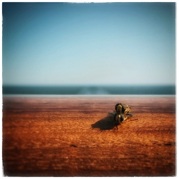  sex on the beach
