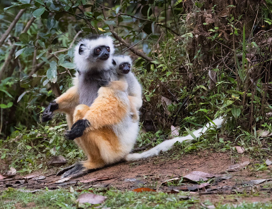  Diademed sifaka