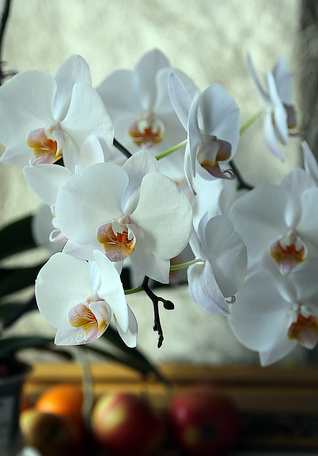  Phalenopsis