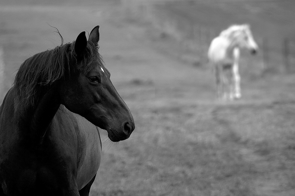  B & W