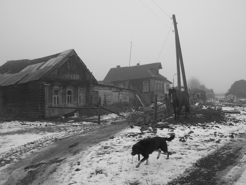  Black dog