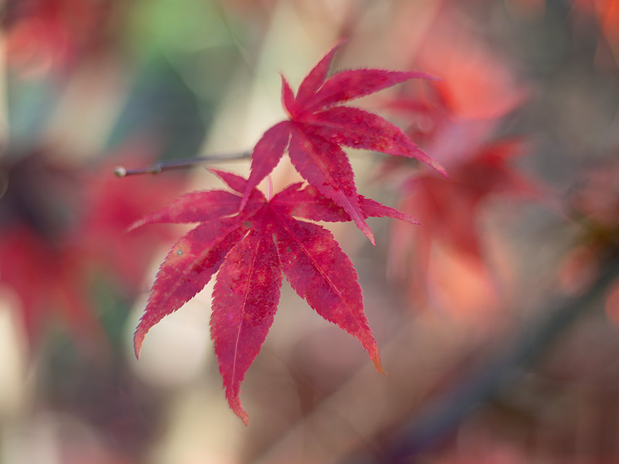  ˣ  