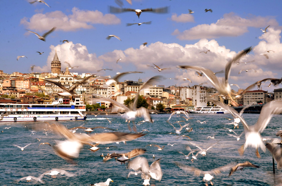  Birds in Istanbul...