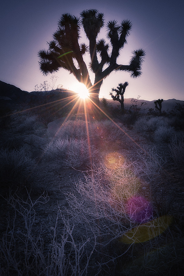  desert and life