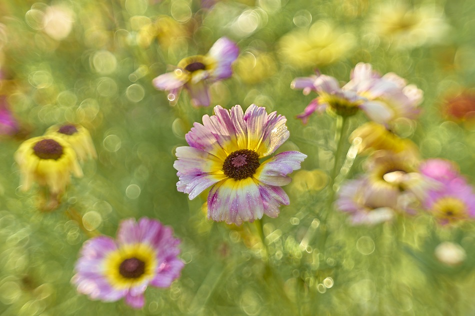   (Chrysanthemum)