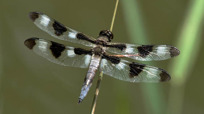 Predator on the wings