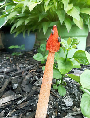  Stinkhorn