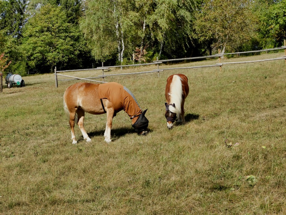  Bat Horse