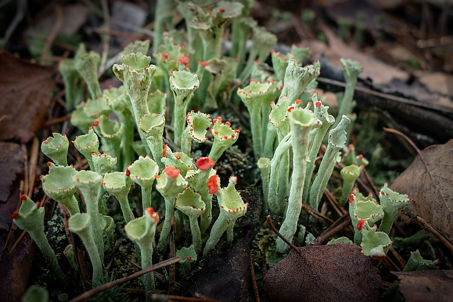   (Cladoniaceae)