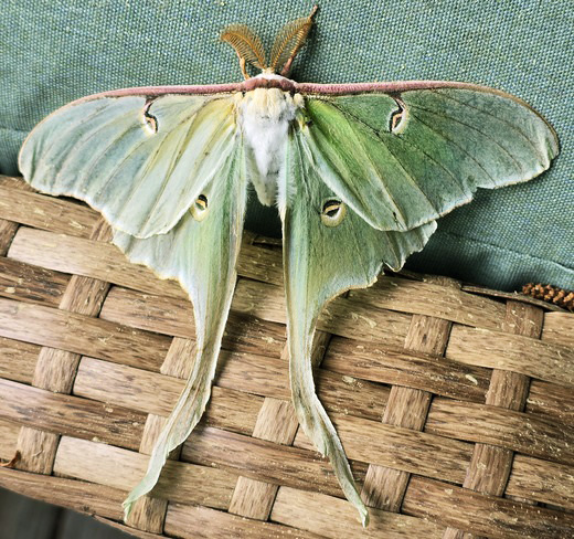  Luna Moth