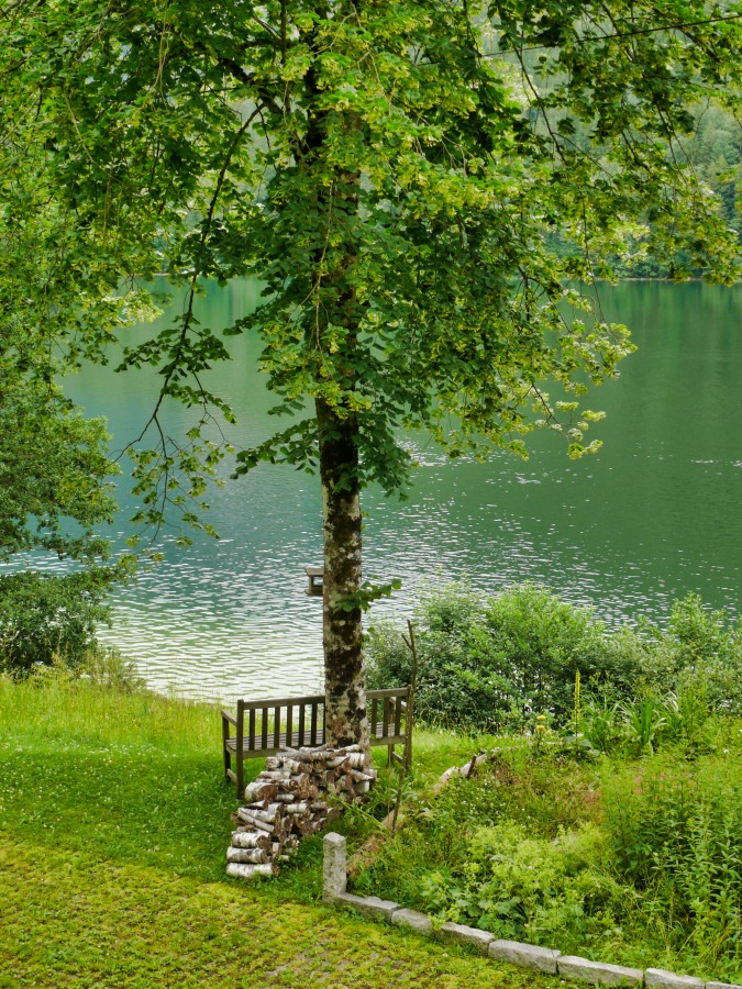  Under the tree