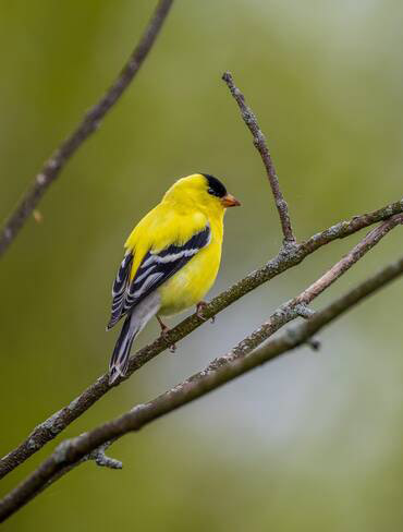  Goldfinch