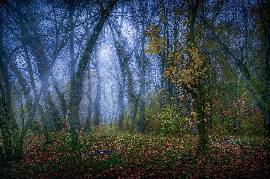  fall