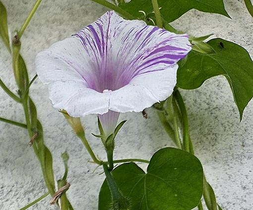    Morning Glory