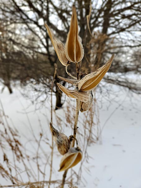  Milkweed pods/ 