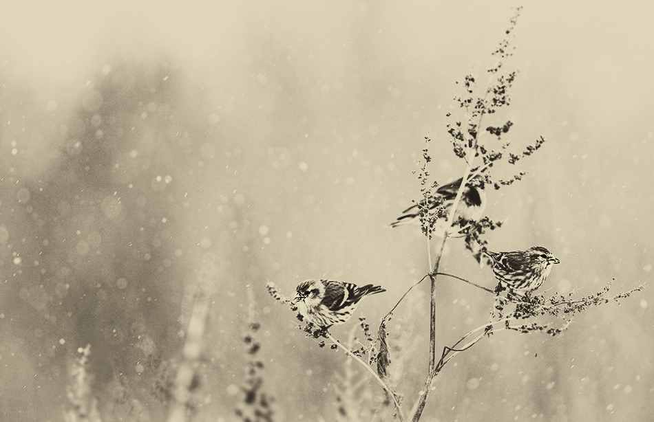 ���������� �������