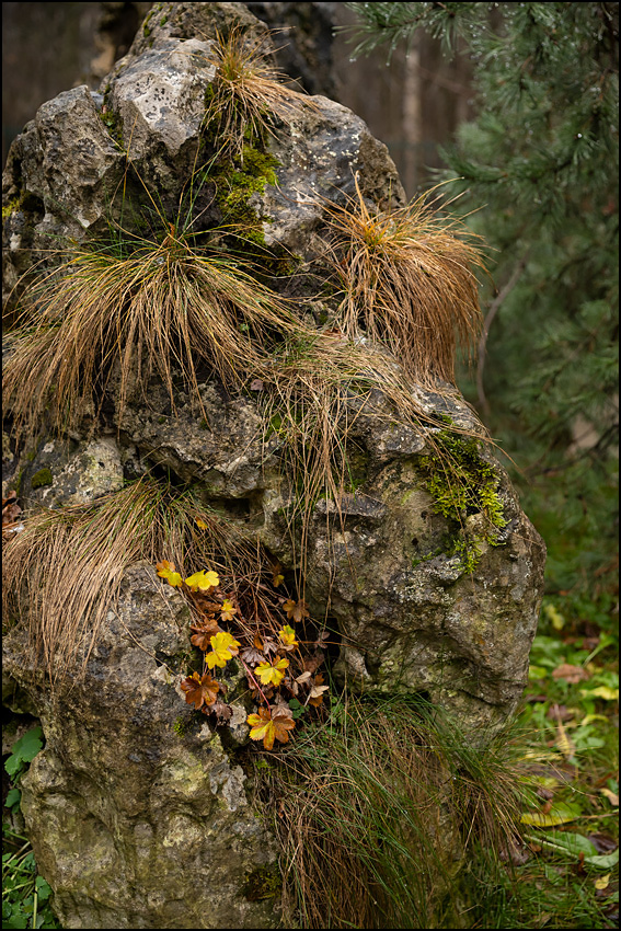 ���������� ���