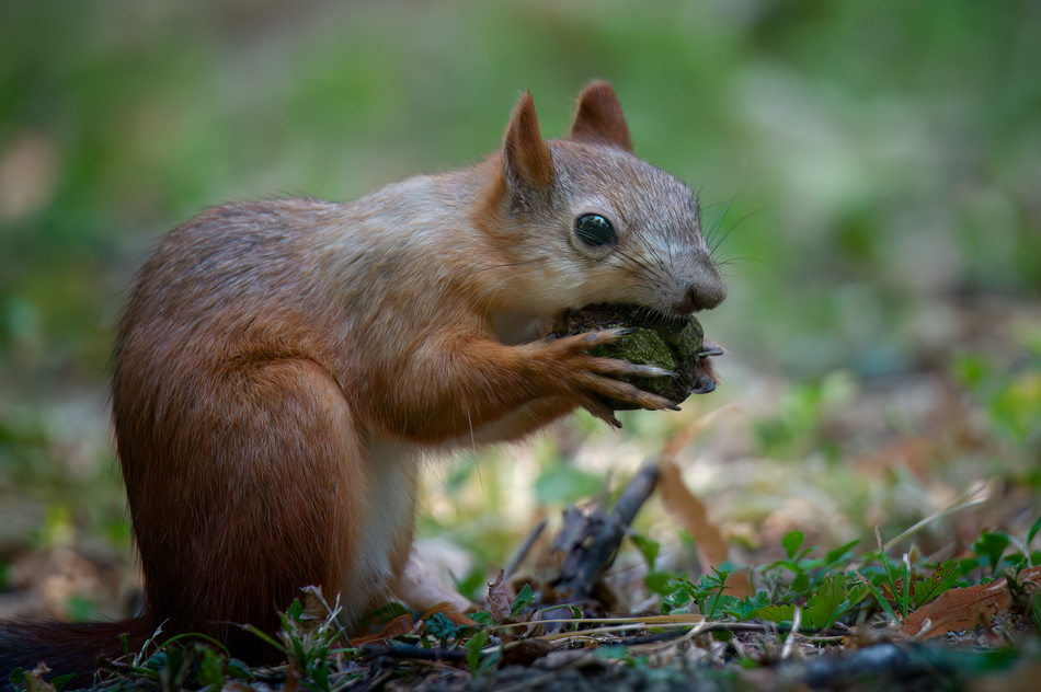 ���������� ���������� ������