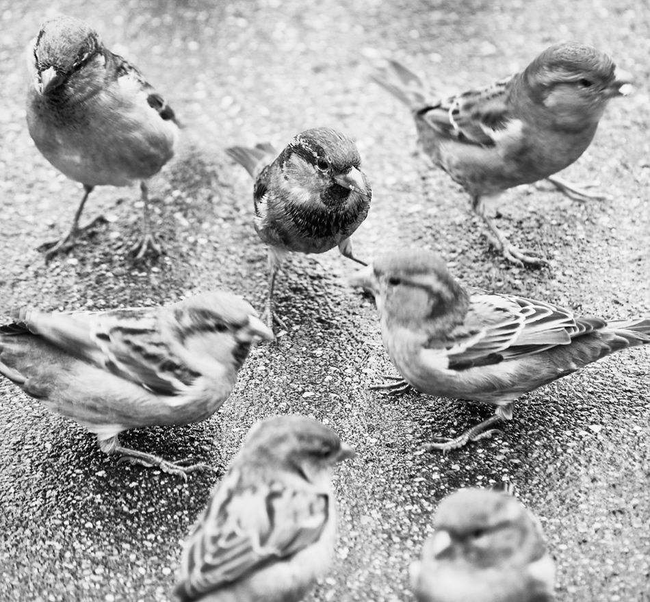 ���������� *