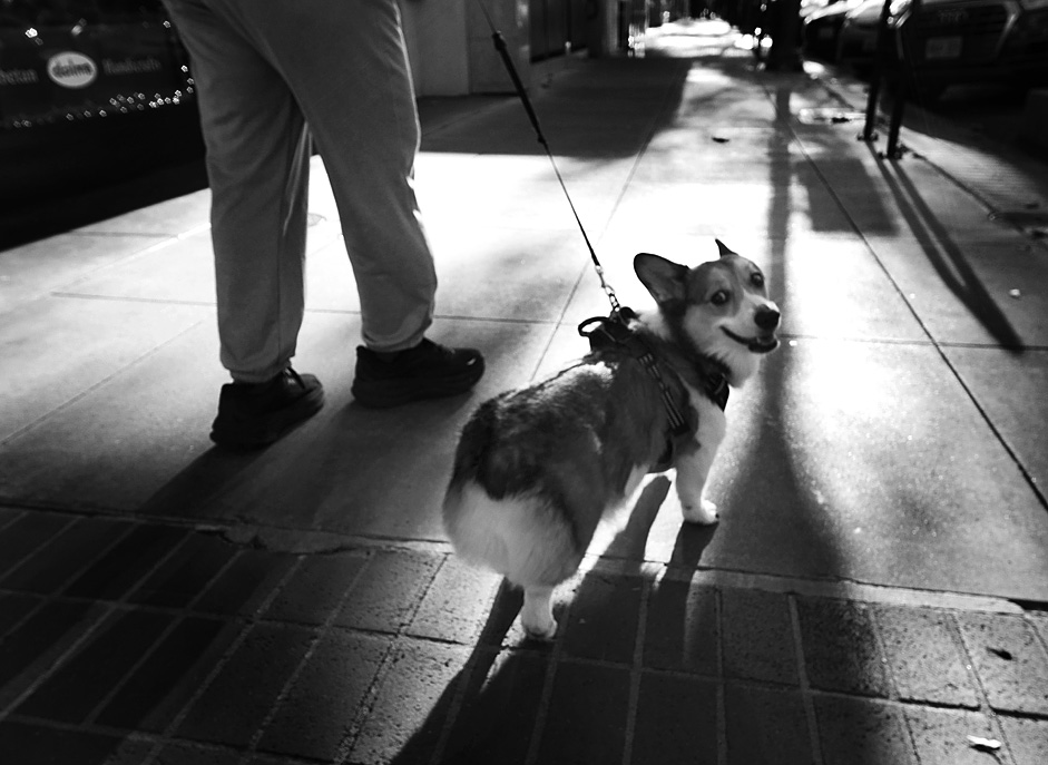 ���������� ����