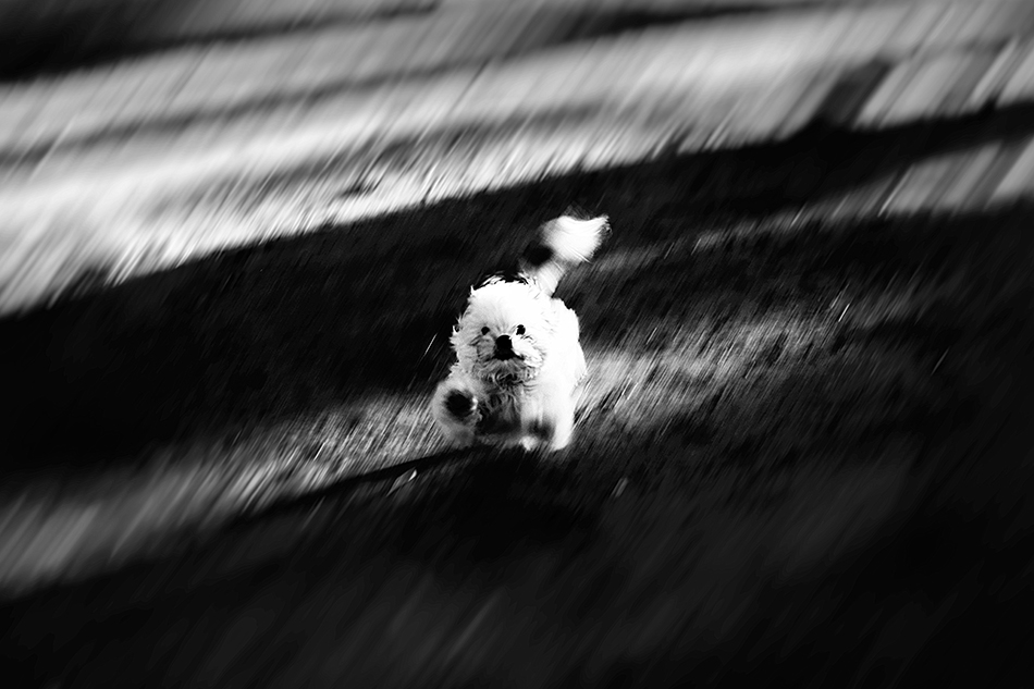 ���������� Doggo