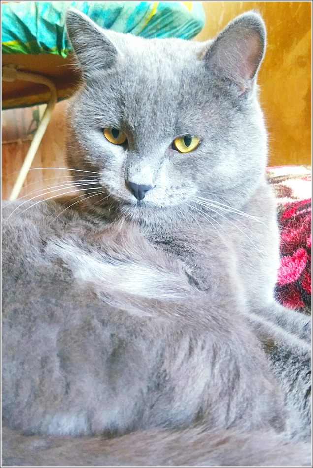 ���������� ��������������