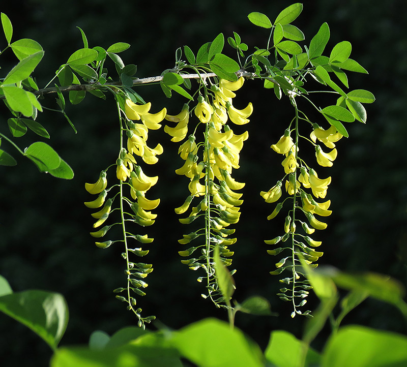 ���������� ��� ������