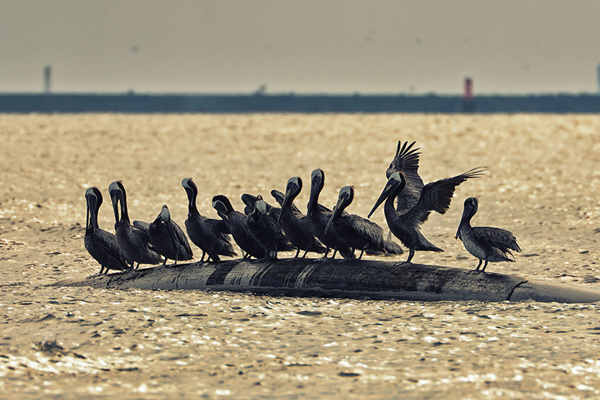 ���������� ������ ���������