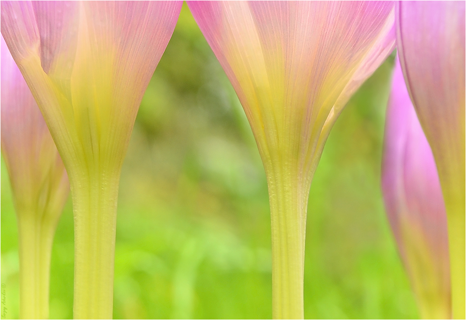 ���������� ������ �����.